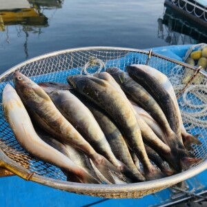 양양클라쓰 자연산 반건조 손질 임연수 - 5마리(냉동)