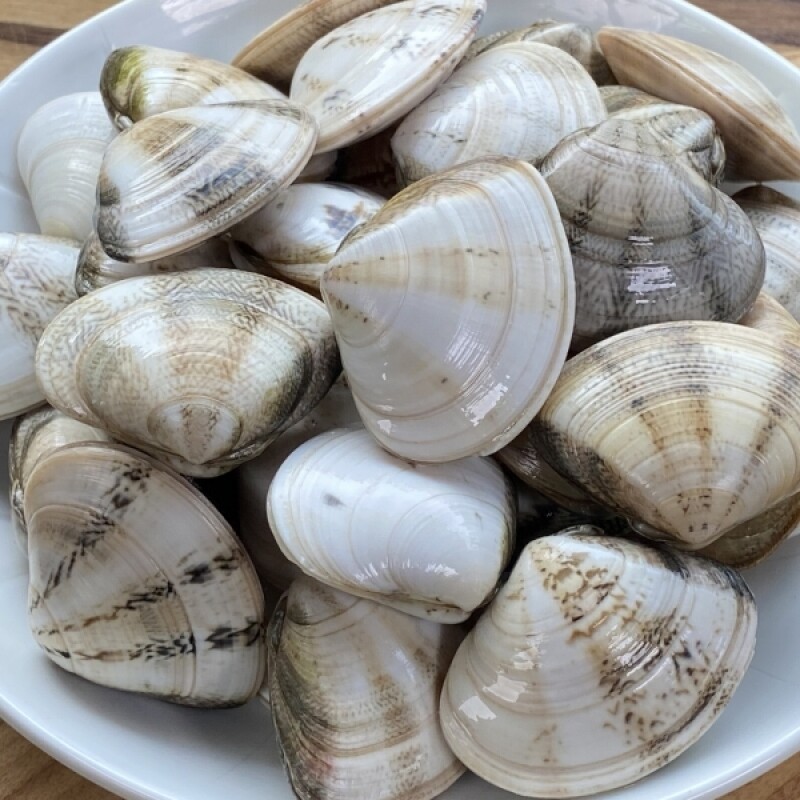 양양클라스,양양클라쓰 자연산 제철 조개 째복(비단조개) -1kg
