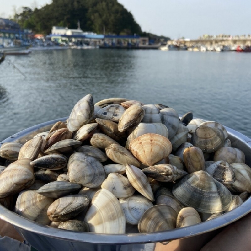 양양클라스,양양클라쓰 자연산 제철 조개 째복(비단조개) -1kg