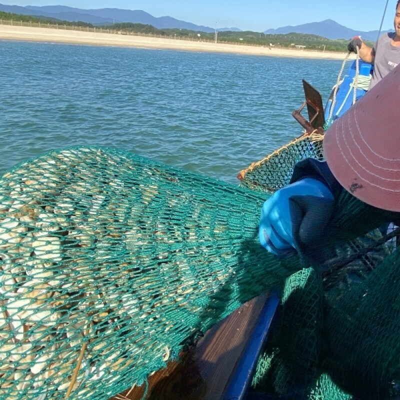 양양클라스,양양클라쓰 자연산 제철 조개 째복(비단조개) -1kg